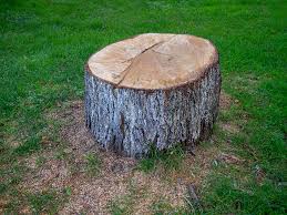 Best Tree Removal  in Belle Plaine, MN