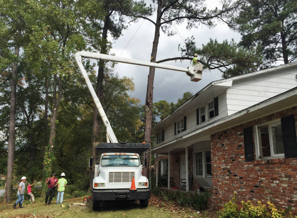 Reliable Belle Plaine, MN Tree Care Solutions