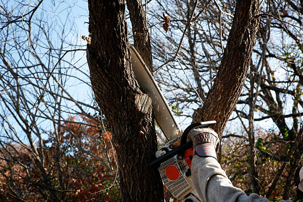 Best Palm Tree Trimming  in Belle Plaine, MN
